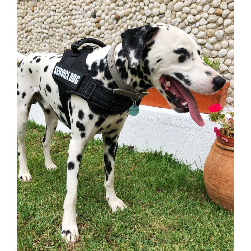 Adjustable Dog Harness